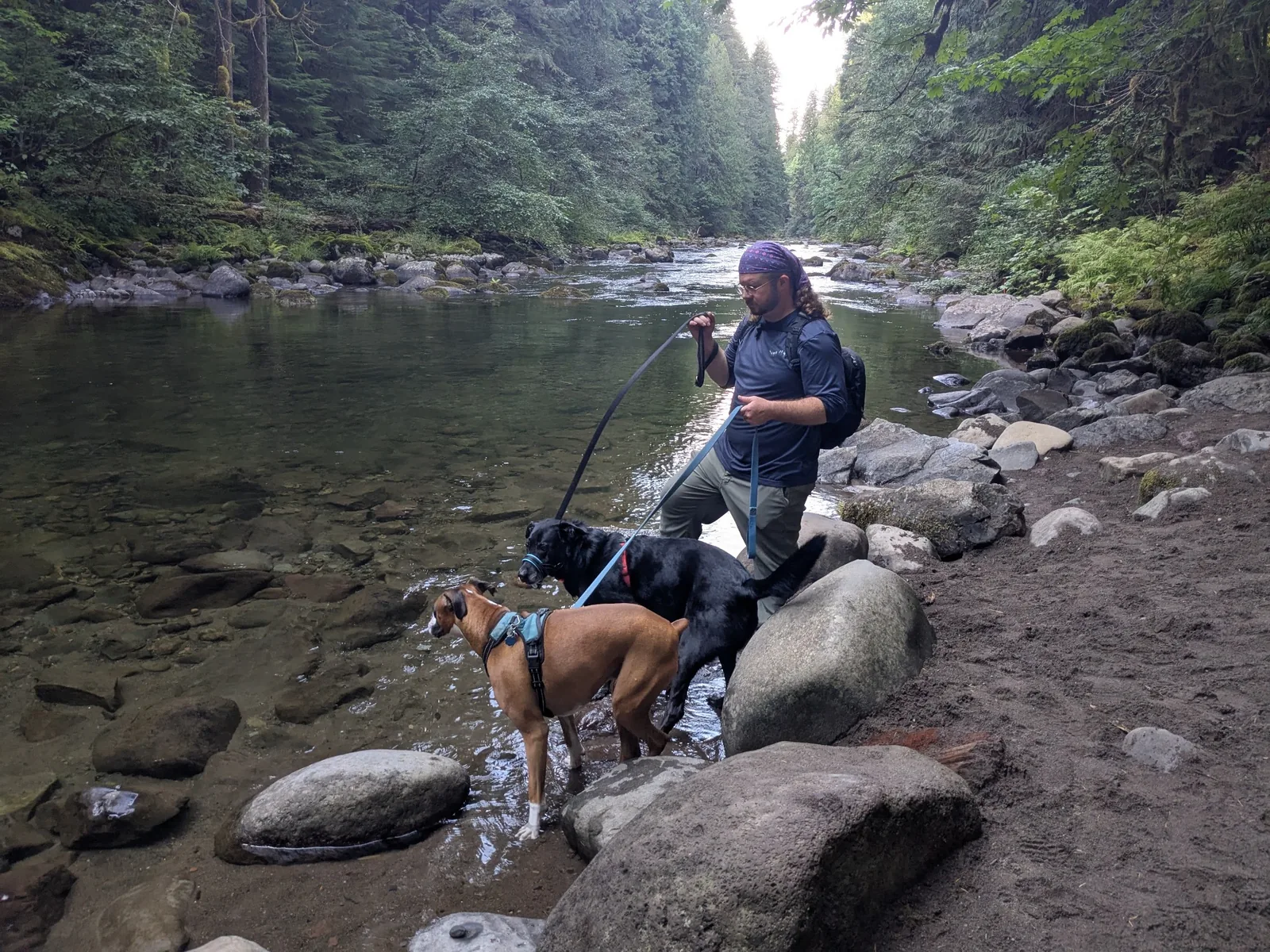 A man holding Leo and Levi on leashes beside a rocky river in the forest.