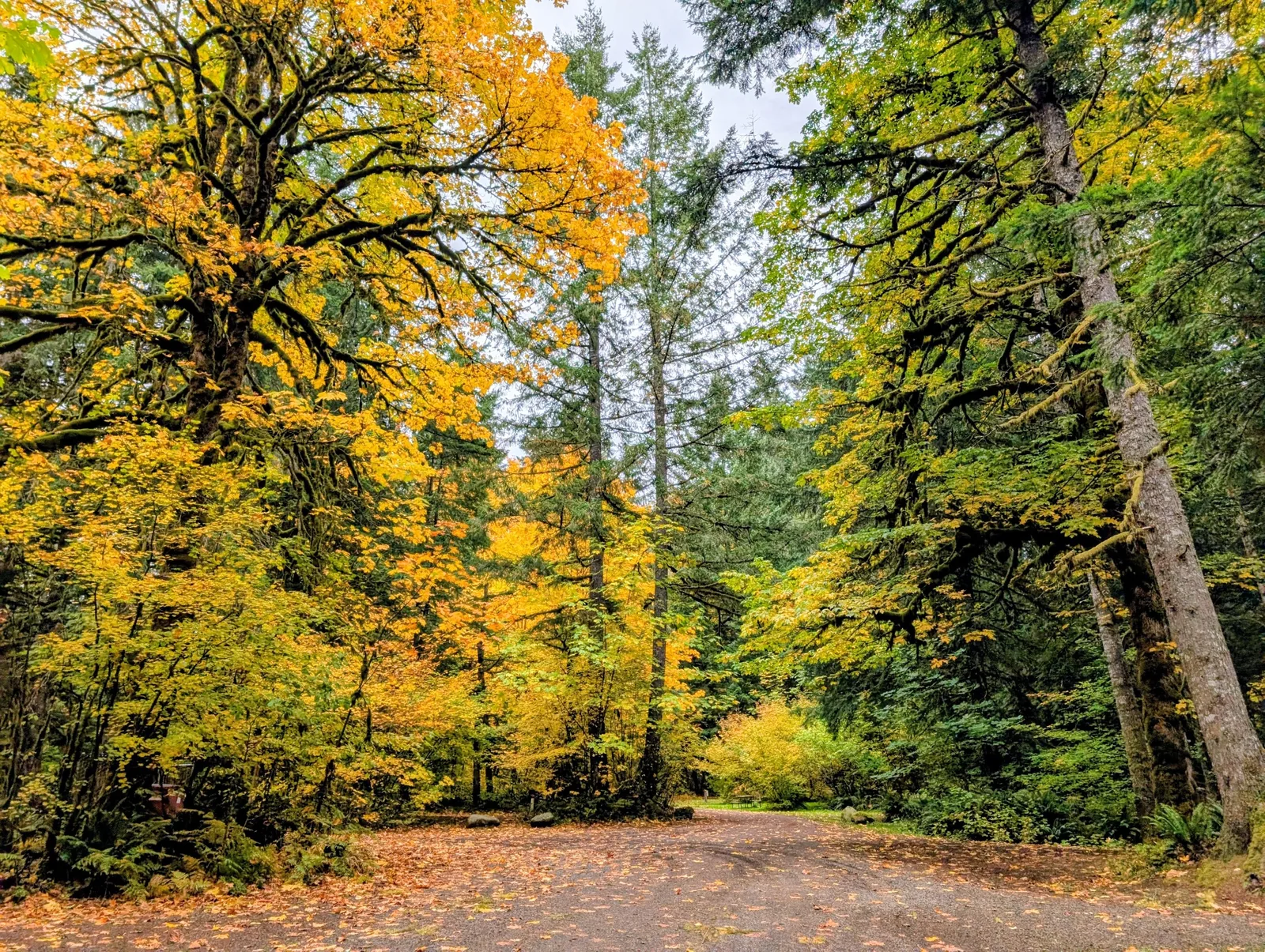 A forest road lined with mossy trees, yellow autumn leaves, and evergreens.