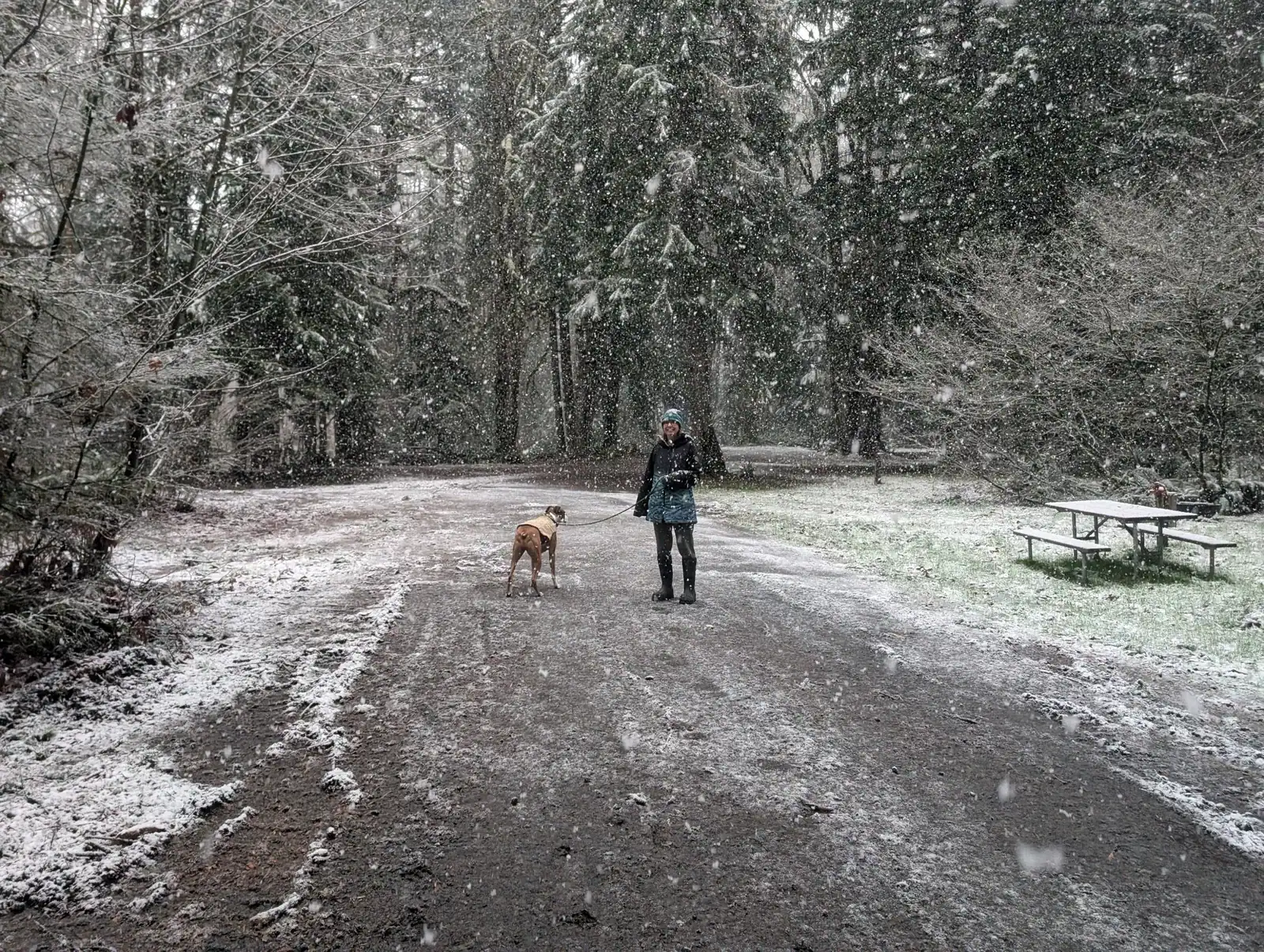 A woman walking Levi the Boxer along a forest road during snowfall.