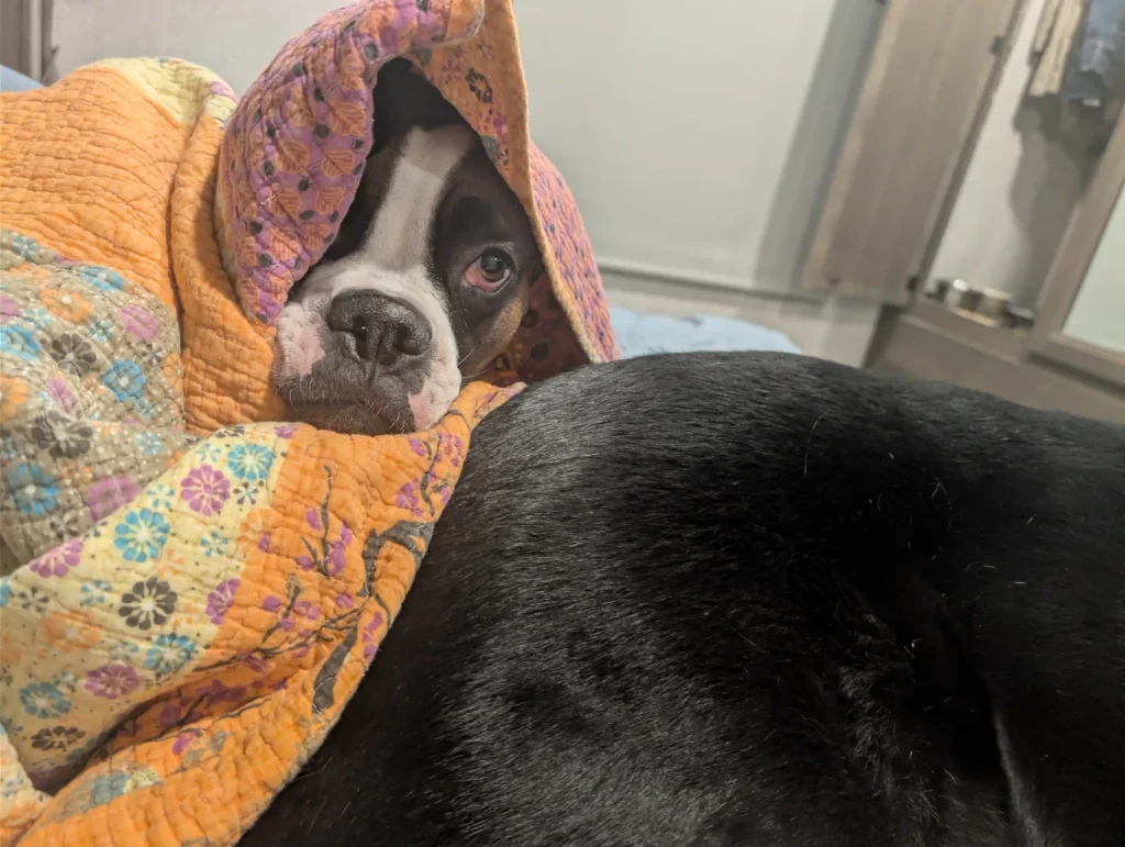 Levi the Boxer peeking out from under a colorful quilt beside Leo.