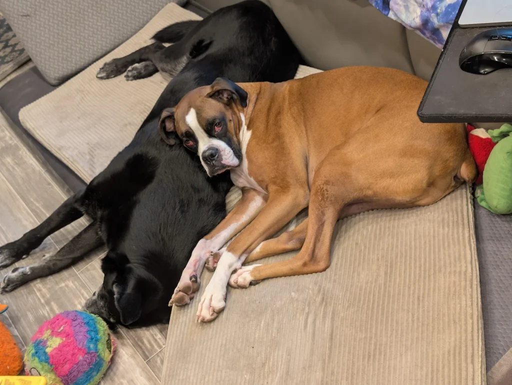 Levi the Boxer curled up beside Leo, our black Lab mix, on the RV sofa.