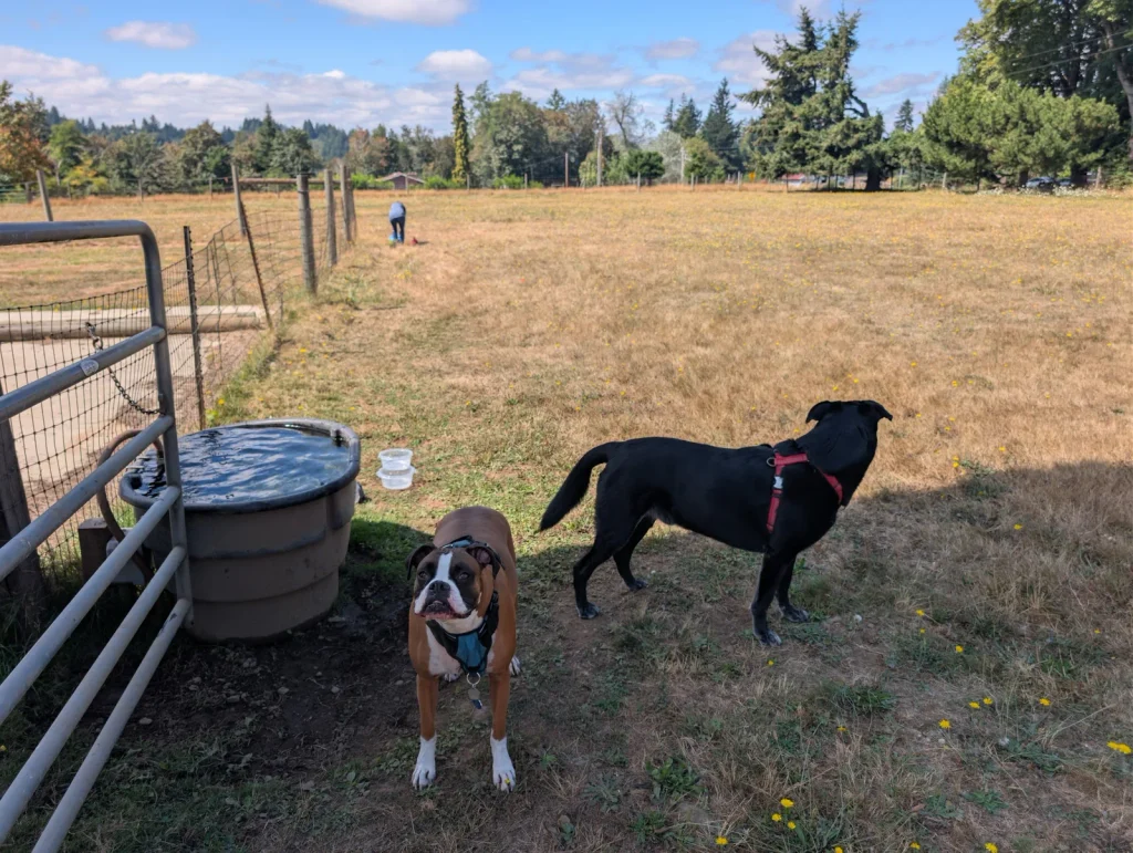 Levi the Boxer and Leo standing in a grassy field beside a gate.